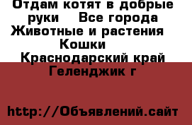 Отдам котят в добрые руки. - Все города Животные и растения » Кошки   . Краснодарский край,Геленджик г.